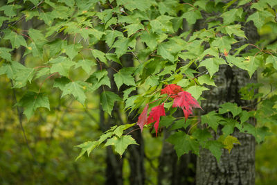 Close-up of red leaves on plant