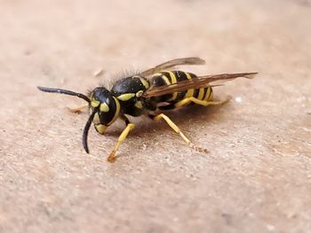 Close-up of insect