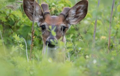 Close-up of an animal