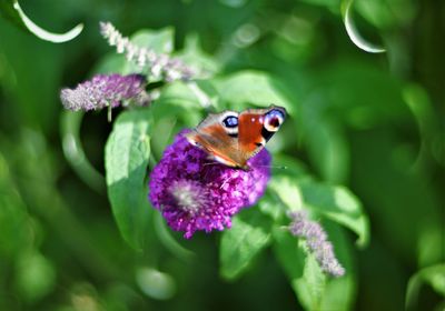 Close-up of butterfly pollinating on purple flower