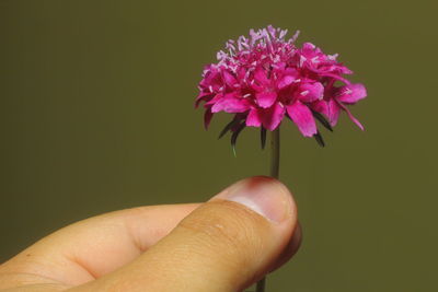 Close-up of hand holding pink flower