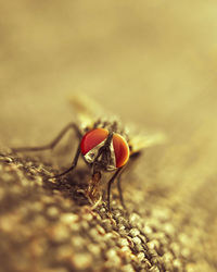 Close-up of fly