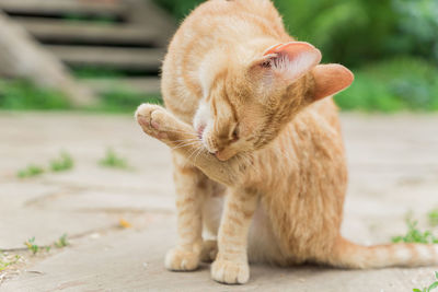 Stray ginger cat close up