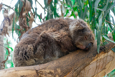 Close up high angle view of australian koala sleeping in tree showing ears nose eyes and claws