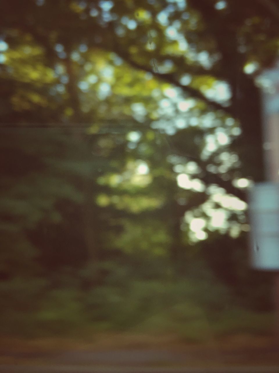 LOW ANGLE VIEW OF TREES