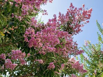 Low angle view of pink cherry blossoms in spring