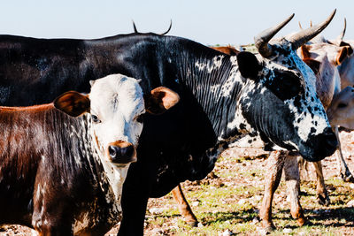 Portrait of cows standing outdoors