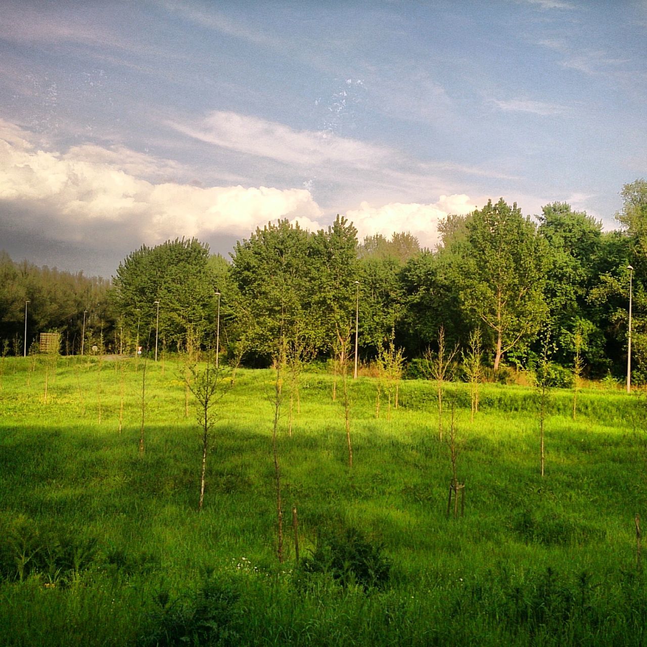 tree, green color, grass, tranquil scene, tranquility, sky, field, landscape, growth, scenics, beauty in nature, nature, cloud - sky, grassy, rural scene, green, cloud, lush foliage, idyllic, agriculture