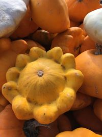 Close-up of pumpkins on hand