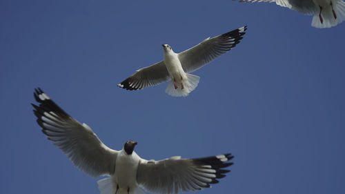 Low angle view of seagulls flying against clear sky