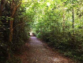 Trees in forest