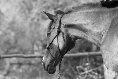 Close-up of a horse on field