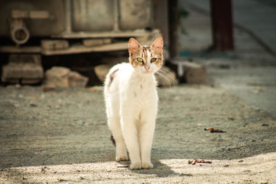 Portrait of cat sitting on field