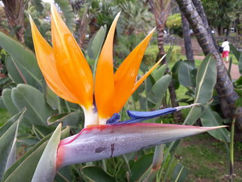 Close-up of orange flowering plant