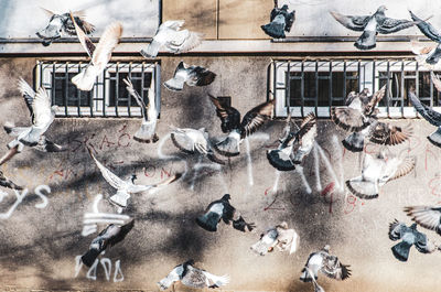 Pigeons on a window