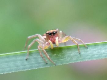 Close-up of spider