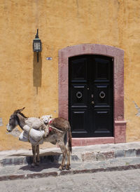 Mexico,donkey