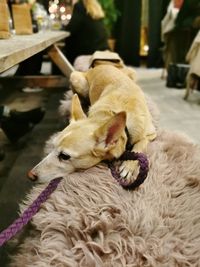 Close-up of a dog sleeping