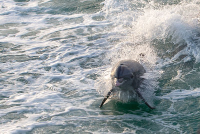 View of turtle in sea