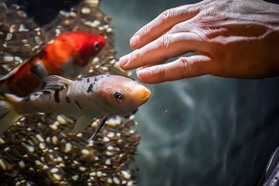 Close-up of hand holding fish swimming in sea