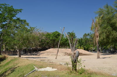 Trees on field against clear sky