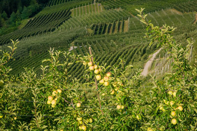 Crops growing on field