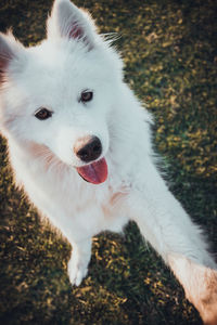 High angle view of dog on field