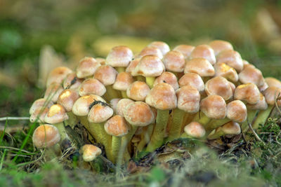 Close-up of mushrooms growing on field
