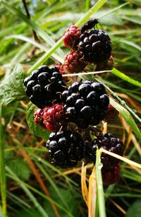 Close-up of berries growing on plant