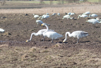 Flock of birds on field