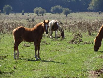 Horse grazing on field