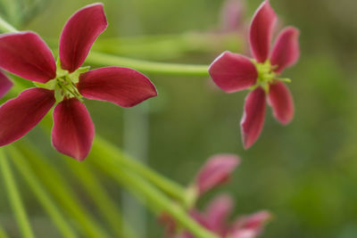 Close-up of pink flowering plant