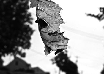 Close-up of leaves against blurred background