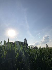 Plants growing on field against sky