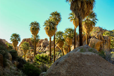 View of trees on rock formation
