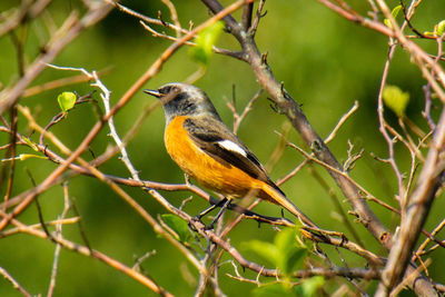 Close-up of bird perching on branch