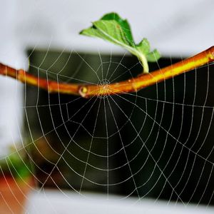 Close-up of spider web