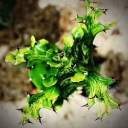 Close-up of green leaves on plant