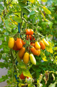 Close-up of fruits on tree