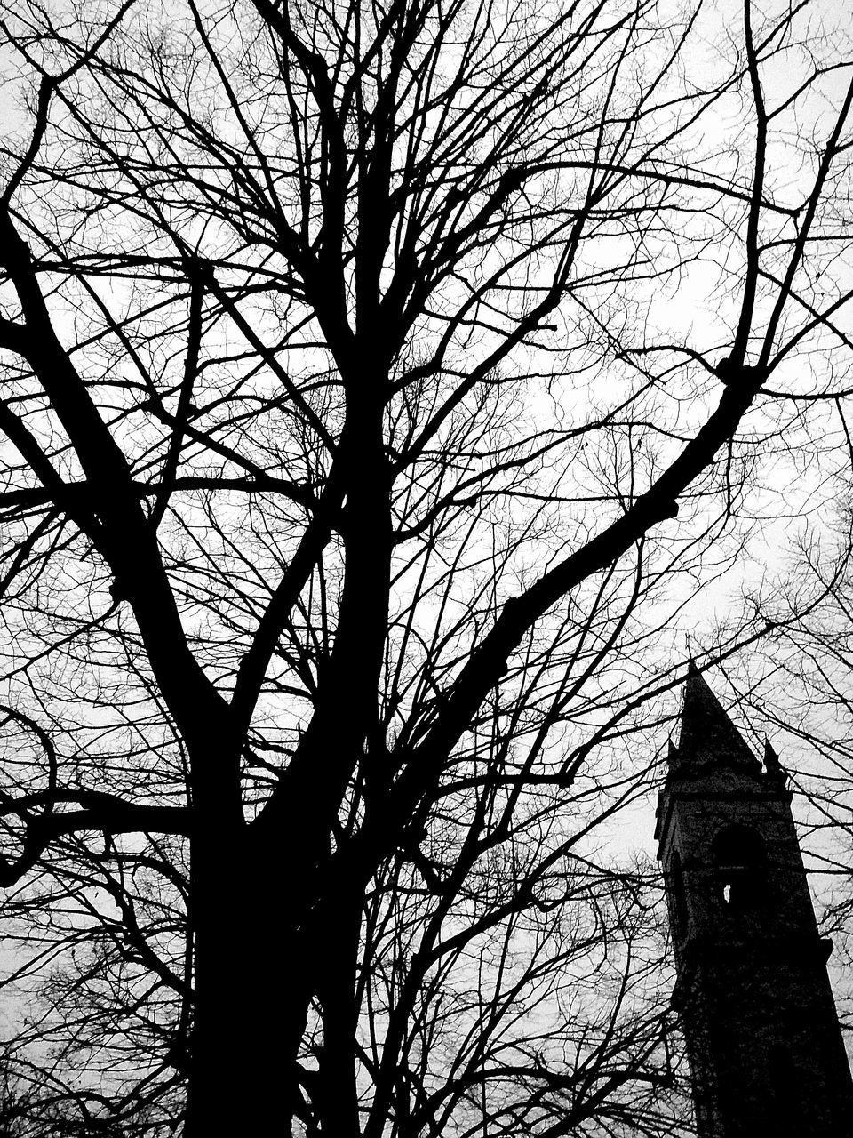 LOW ANGLE VIEW OF TREE AGAINST THE SKY