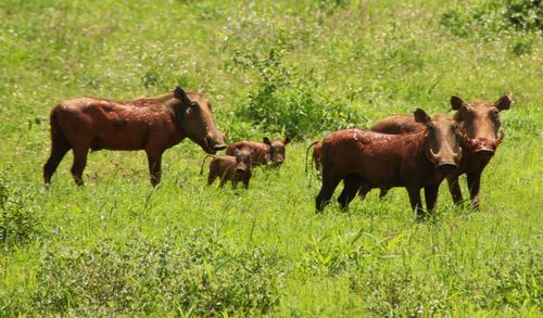 Horses grazing on field