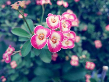 Directly above shot of flowers blooming in garden