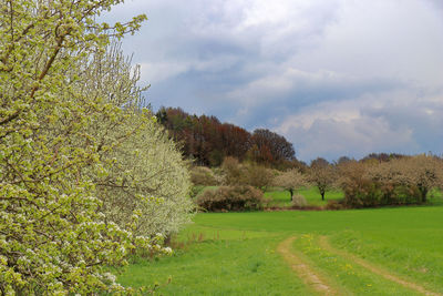 Scenic view of field against sky