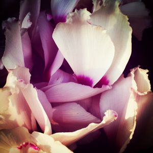 Close-up of purple flowers