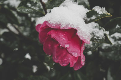 Close-up of wet red flower