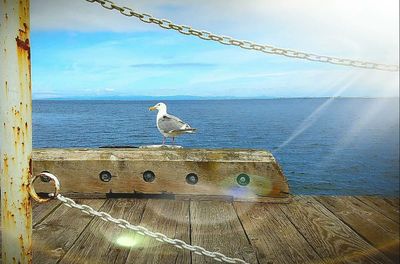 Bird perching on beach against sky