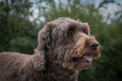 Close-up of a dog looking away