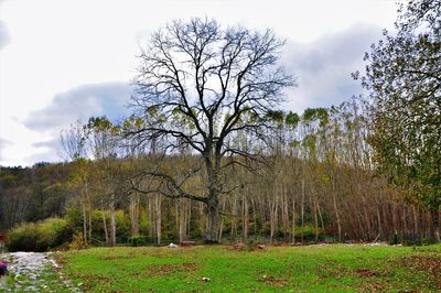 Bare trees on field against sky