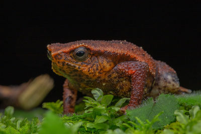 Close-up of a lizard