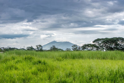 Scenic view of field against sky